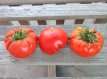 Tomate Akers' West Virginia 10 semillas TessGruun