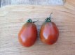 ZTOTGANNO Tomato Andine Noire 10 seeds TessGruun