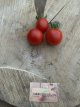 ZTOTGARB Tomato Arbumiranda 10 seeds TessGruun