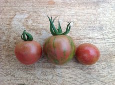 ZTOTGARPUBU Tomato Artisan Purple Bumble Bee10 seeds TessGruun