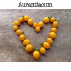 ZTOTGAU Tomate Aurantiacum 10 graines TessGruun
