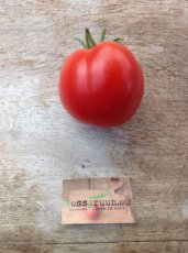 Tomate Babanicz 10 semillas TessGruun