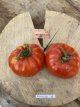 ZTOTGBEEF Tomato Beefmaster 10 seeds TessGruun