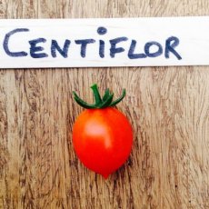 ZTOTGCERE Tomato Centiflor Red 10 seeds TessGruun