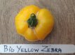 Tomate Big Yellow Zebra 10 Samen TessGruun