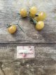 ZTOTGBLGOBE Tomaat Blue Gold Berries 10 zaden TessGruun