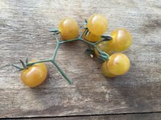 ZTOTGBLGOBE Tomate Blue Gold Berries 10 semillas TessGruun