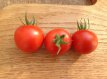 ZTOTGSTA Tomate Starstrong 10 semillas TessGruun