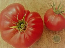 ZTOTGBRA Tomate Brandywine Red 10 semillas TessGruun