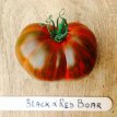 Tomate Black & Red Boar 10 semillas TessGruun