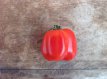 ZTOTGBUST Tomato Burgess Stuffing 5 seeds TessGruun