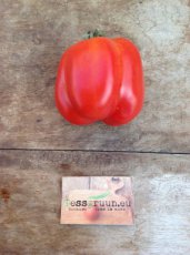ZTOTGBUST Tomato Burgess Stuffing 5 seeds TessGruun