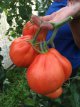 Tomate Coeur de boeuf de Nice 10 Samen TessGruun