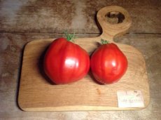 ZTOTGCDBJ Tomato Coeur De Boeuf Jérusalem 10 seeds TessGruun