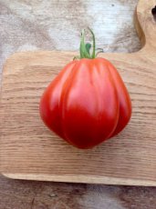 ZTOTGCODBO Tomate Coeur de Boeuf 10 semillas TessGruun