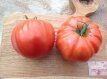 ZTOTGCOSTAN Tomato Côte-St-André 10 seeds TessGruun