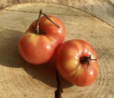 ZTOTGCRNKO Tomate Crnkovic 10 graines