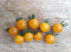 ZTOTGCUGORU10 Tomate Currant Gold Rush 10 semillas TessGruun