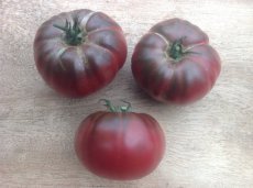 Tomate Dark Purple Beefsteak 10 semillas TessGruun