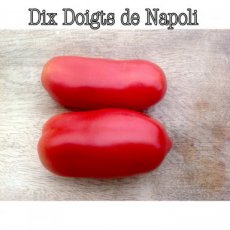 ZTOTGDDDN Tomato Dix Doigts de Napoli 10 seeds TessGruun