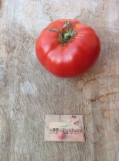 ZTOTGDE Tomate Delicious (poseedor del récord mundial) 10 semillas TessGruun