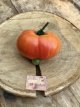ZTOTGEVAMST Tomate Eva's Amish Stripe 10 semillas TessGruun