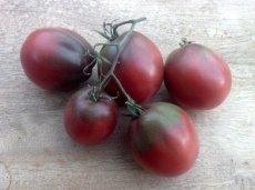 ZTOTGEVPUPE Tomato Evans Purple Pear 10 seeds TessGruun