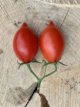 ZTOTGFIASCH Tomate Fiaschetto 10 graines