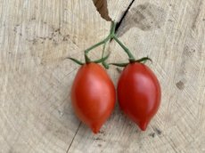 ZTOTGFIASCH Tomate Fiaschetto 10 semillas
