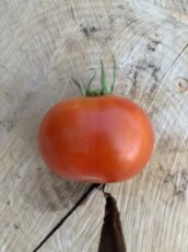 ZTOTGFIF Tomate First in Field 10 semillas TessGruun