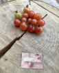 ZTOTGGADEME Tomate Gaja de Melon 10 semillas