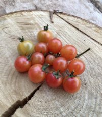 ZTOTGGADEME Tomate Gaja de Melon 10 semillas