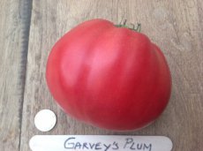 Tomate Garvey's Plum 10 samen TessGruun