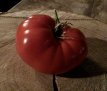 Tomate Giant Belgian Pink – 10 Samen TessGruun