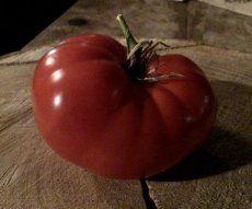 ZTOTGGIBEPI Tomato Giant Belgian Pink – 10 seeds TessGruun