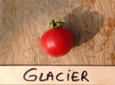 ZTOTGGLBIO Tomato Glacier organic 10 seeds TessGruun