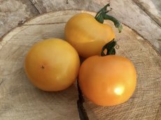 ZTOTGGLDEMA Tomate Gloire de Malines 10 semillas