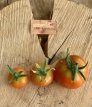ZTOTGGLDEVE Tomate Gloire de Versailles 10 semillas