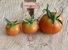 ZTOTGGLDEVE Tomato Gloire de Versailles 10 seeds