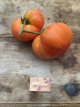 ZTOTGGOME Tomate Gold Medal 10 graines