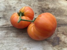 ZTOTGGOME Tomato Gold Medal 10 seeds