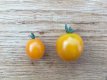 ZTOTGGONU Tomate Gold Nugget 10 semillas TessGruun