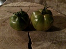 ZTOTGGRBEPE20 Tomaat Green Bell Pepper 10 zaden TessGruun