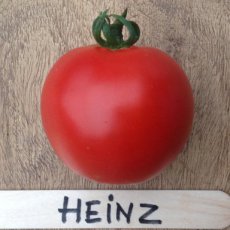 ZTOTPHE1350 Tomaat Heinz 1350 10 zaden TessGruun