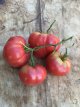 ZTOTGLICR20 Tomate Lithuanian Crested 10 semillas TessGruun