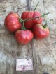 ZTOTGLICR20 Tomate Lithuanian Crested 10 semillas TessGruun