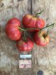 ZTOTGLICR20 Tomate Lithuanian Crested 10 graines TessGruun