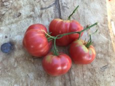ZTOTGLICR20 Tomate Lithuanian Crested 10 graines TessGruun