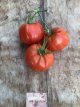 ZTOTGMAPO Tomato Marshall Poleda 10 seeds