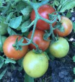 ZTOTGMASKOT Tomate Maskotka 10 semillas